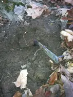 image-4116351776.webp