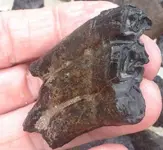 Horse Tooth Pleistocene - Copy (2).webp
