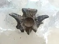 Fossil Snake Vertebrae Florida - Copy.webp