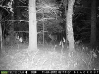 Buck 2.webp
