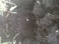 image-1410975725.webp