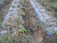 arrowhead pepper patch 001.webp