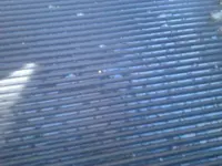 2012-11-25 One of Troy's Fly Poop.webp