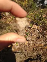 image-3343119585.webp