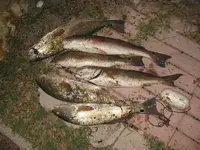 fishin 002.webp