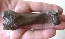 little bone.webp