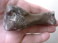 little bone (3).webp