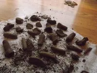 DSCF1131.webp
