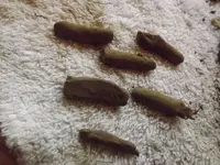 DSCF1150.webp