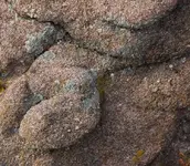 CoiledSnake2.webp CoiledSnake2.webp