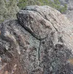CoiledSnake1.webp CoiledSnake1.webp