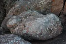 CoiledSnake3.webp CoiledSnake3.webp