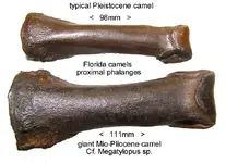 cameltoesgiant.webp