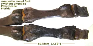 camel_composite_foot.webp