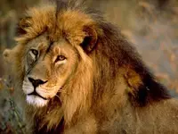 lion.webp