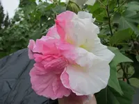 008.webp