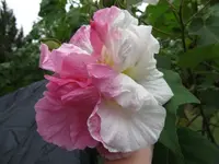 009.webp