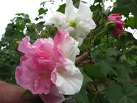 010.webp