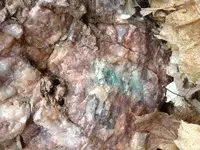 vein3.webp