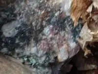 vein5.webp