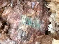 vein4.webp