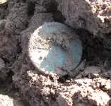 flippin liberty cap.webp