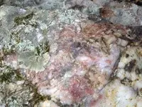 vein2.webp