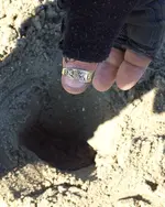 Beach Gold.webp