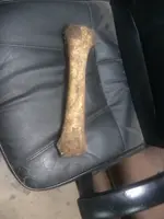 Cow Bone.webp