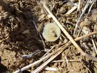 Metal Detecting 497.webp