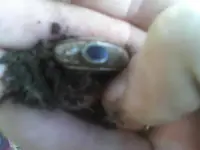 1104121115c.webp