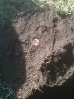 image-2871084187.webp