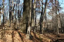 GraphTree2.webp