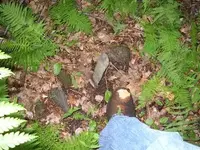 DSCN1171.webp