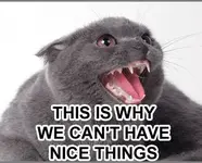 arguecat.webp arguecat.webp