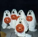 IMAG0009.webp