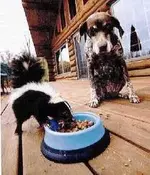 SKUNK.webp