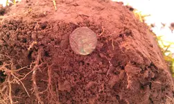 IMAG0242.webp