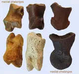 medial_phalanges.webp