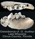 osteoborusdudleyi.webp