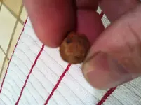grapeshot 1.webp