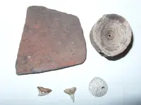 Shark Tooth.webp