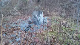 ForumRunner_20121211_154751.webp
