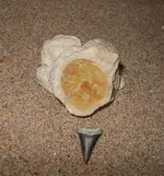 DSCN5733.webp