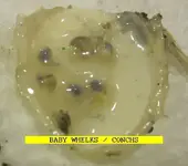 1112WHELKEGGS.webp
