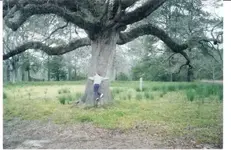 Mytree.webp