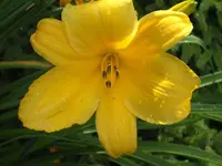 lilly.webp