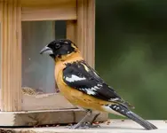 ORANGE-BIRD.webp