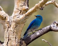 BLUE-BIRD.jpg