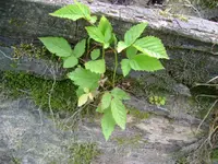 leaves.webp